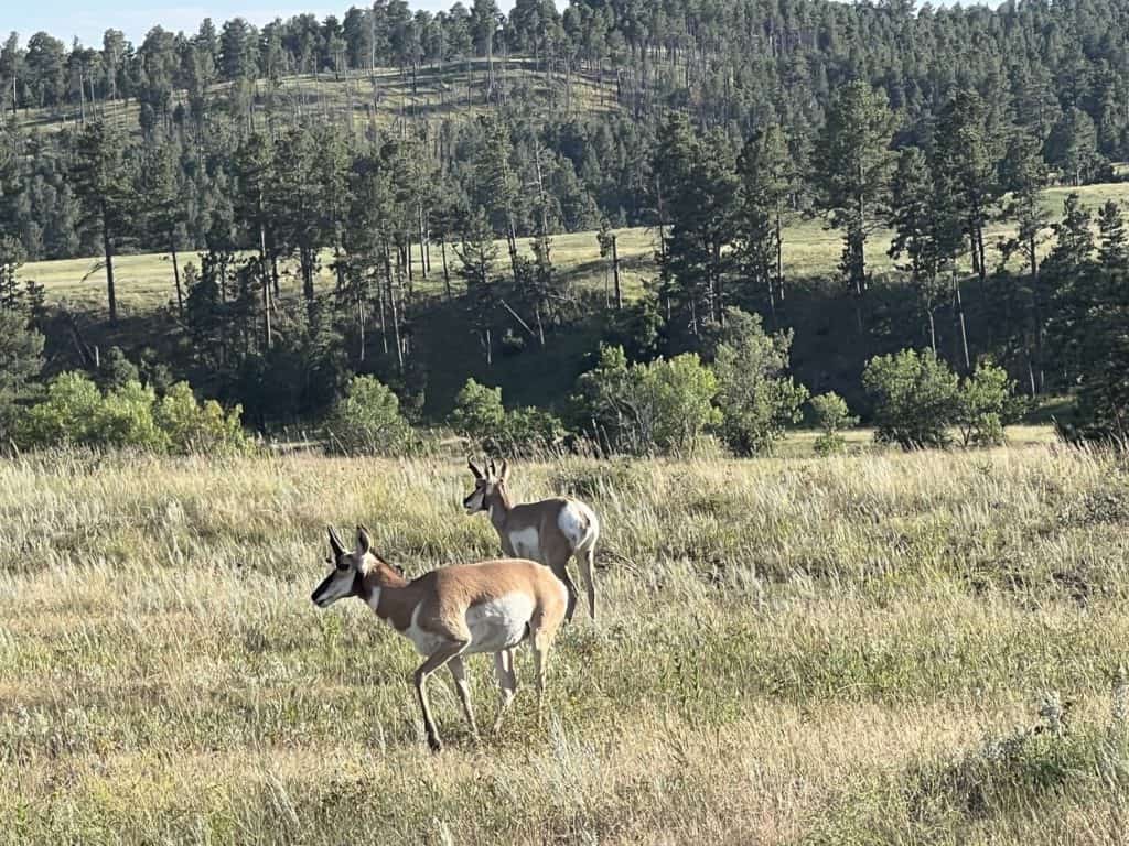 Pronghorns in Custer State Park