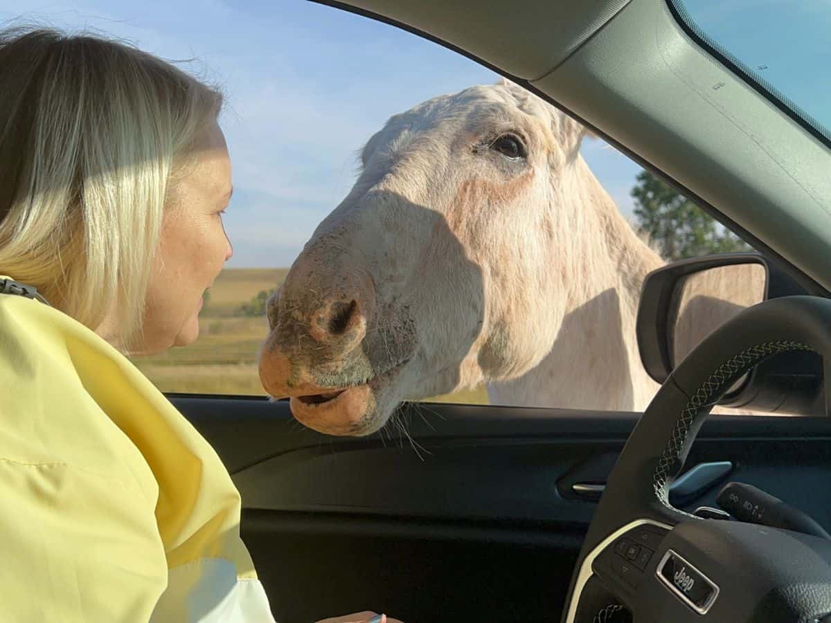 A Custer State Park burro begs for food