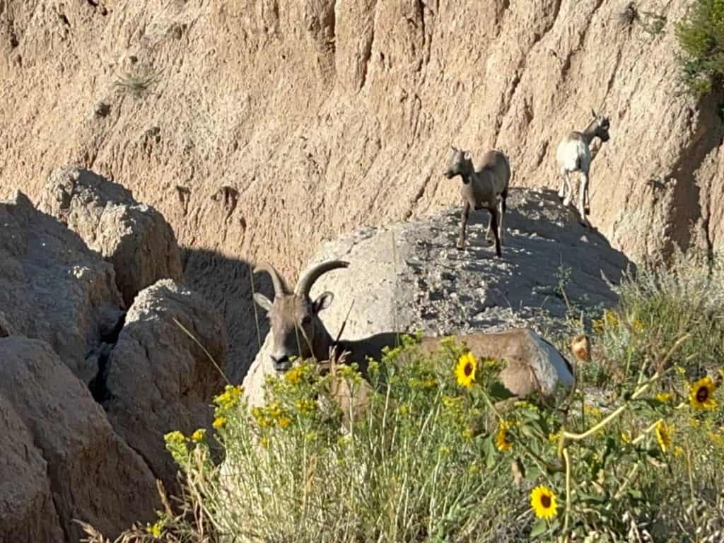 Bighorn sheep at Homestead Overlook in the Badlands