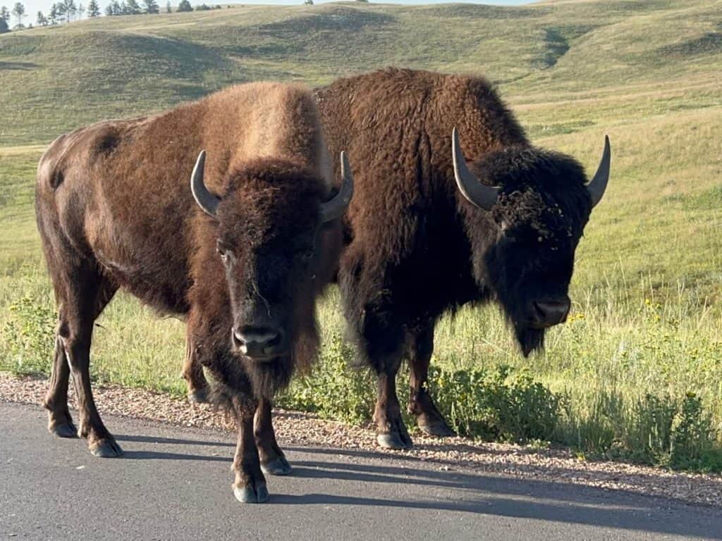 Bison in the Badlands