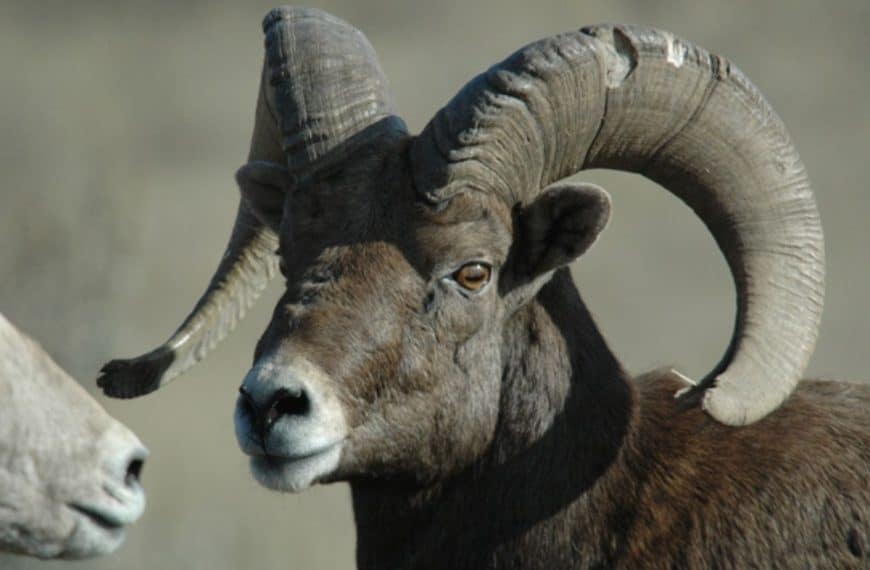 national parks in November - Theodore Roosevelt National Park was established in November