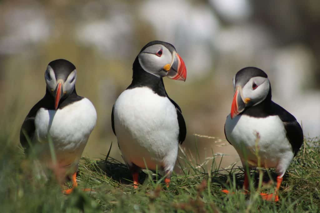Puffins - one of many seabirds at the Cliffs of Moher