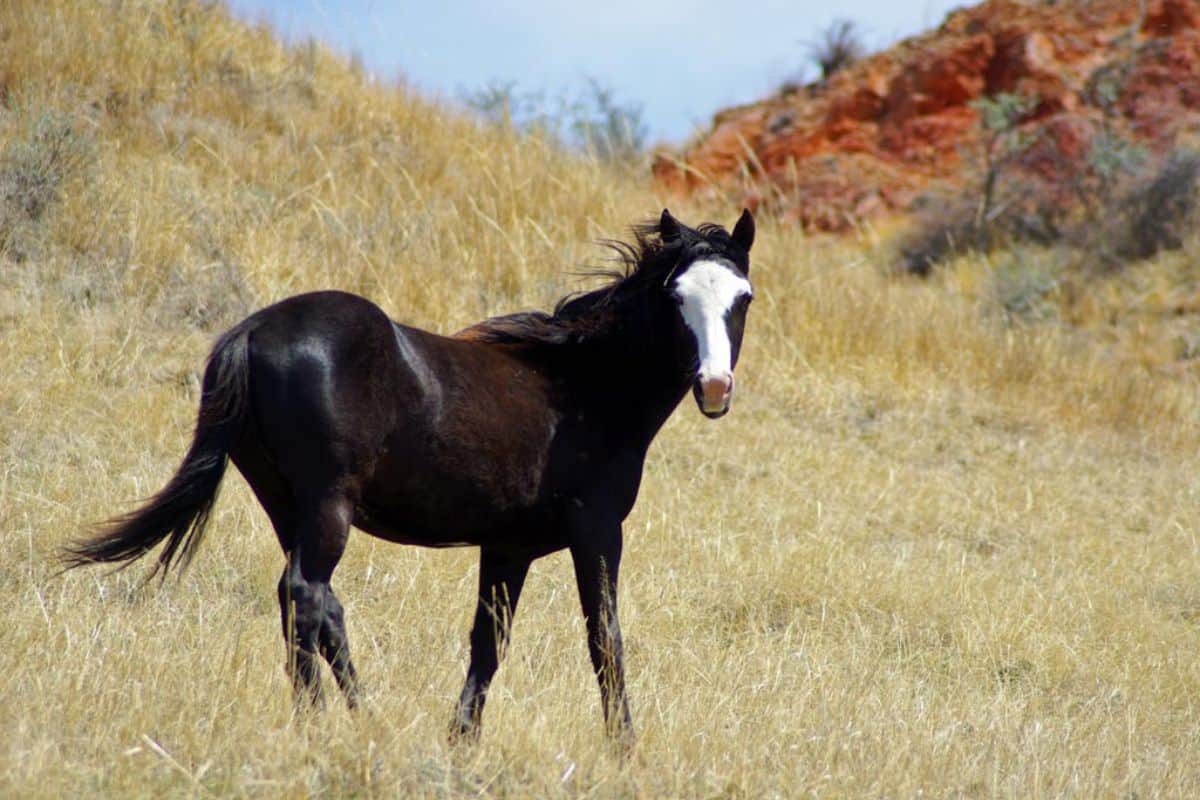 Wild horse in Theodore Roosevelt National Park