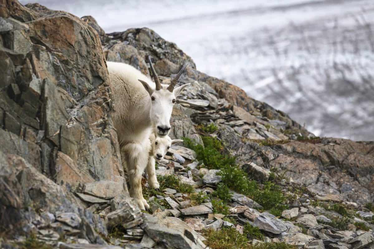 celebrating national parks in December - mountain goats in an Alaska national park