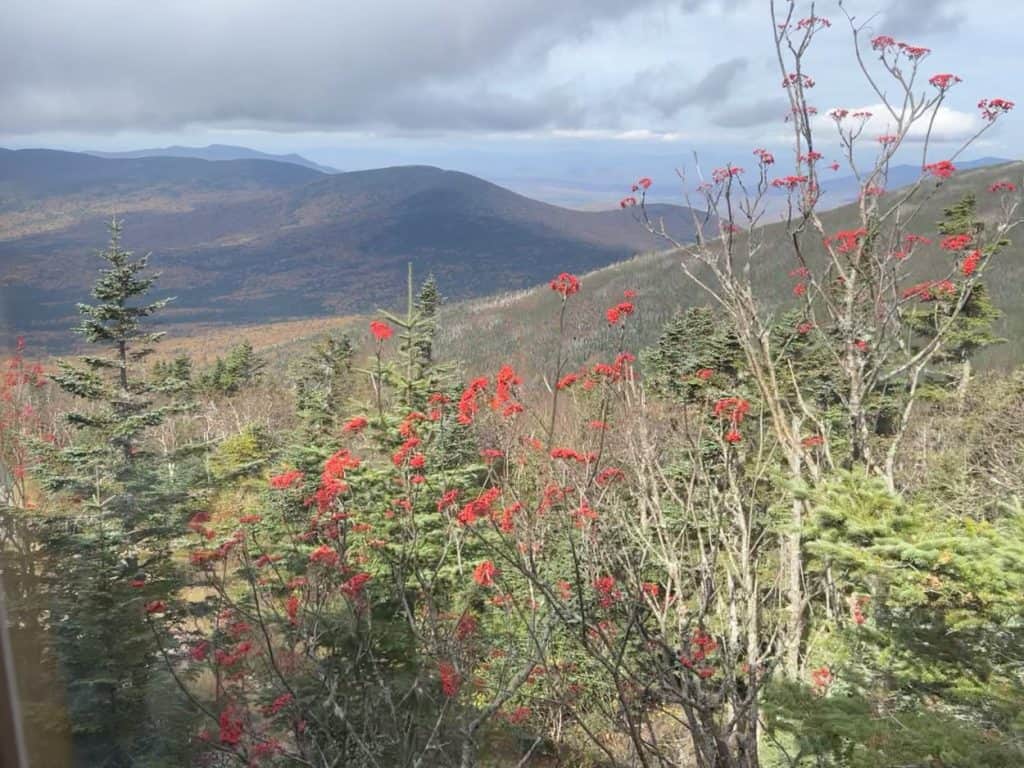 View of red mountain ash berries from the Cog in New Hampshire