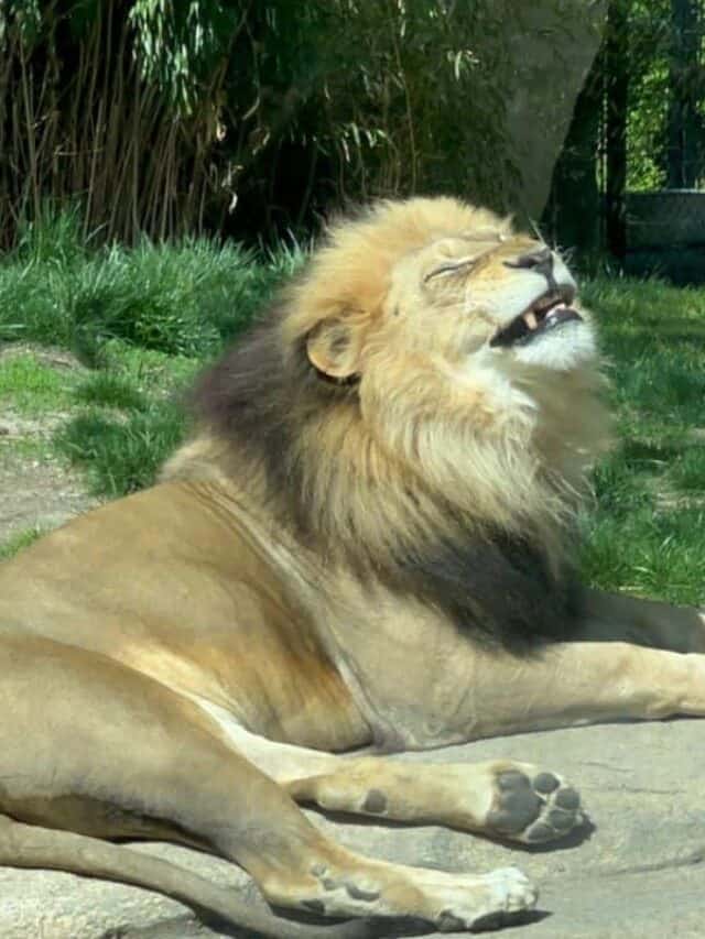 Top Zoos in the U.S. for Animal Lovers