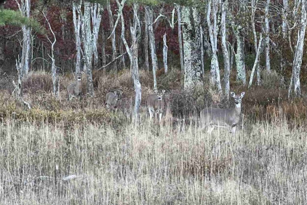 Deer often blend in with the environment in Shenandoah National Park
