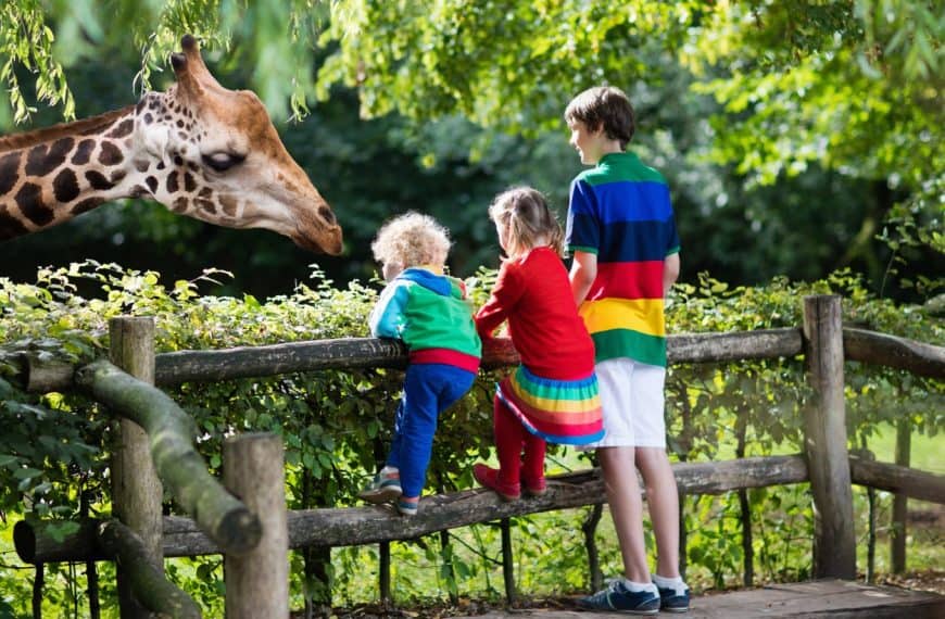 Kids looking at a giraffe in the zoo