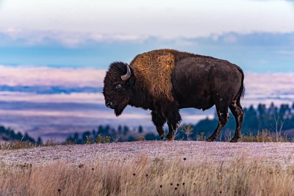 Bison at Wind Cave National Park