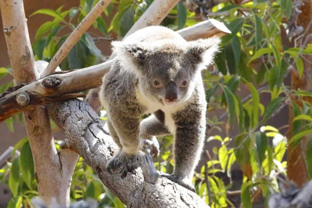 Top zoos in the US - San Diego Zoo