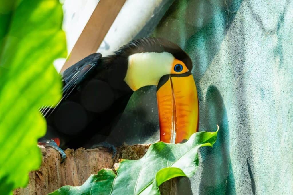 Top zoos in the US - Woodland Park Zoo