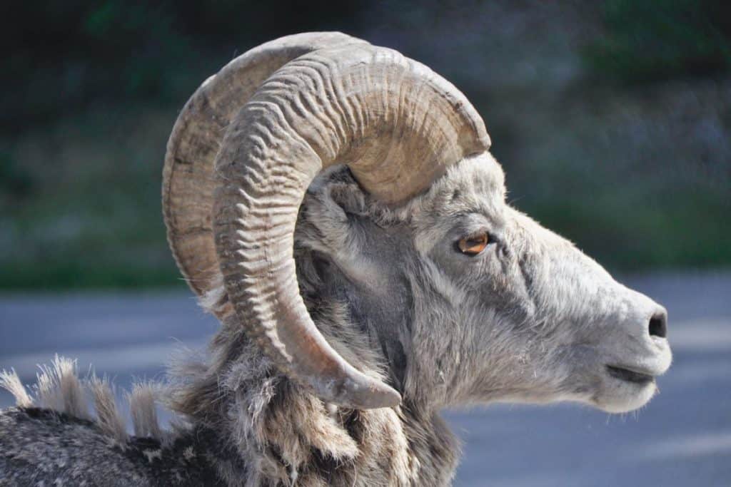 Close view of a bighorn sheep in Banff