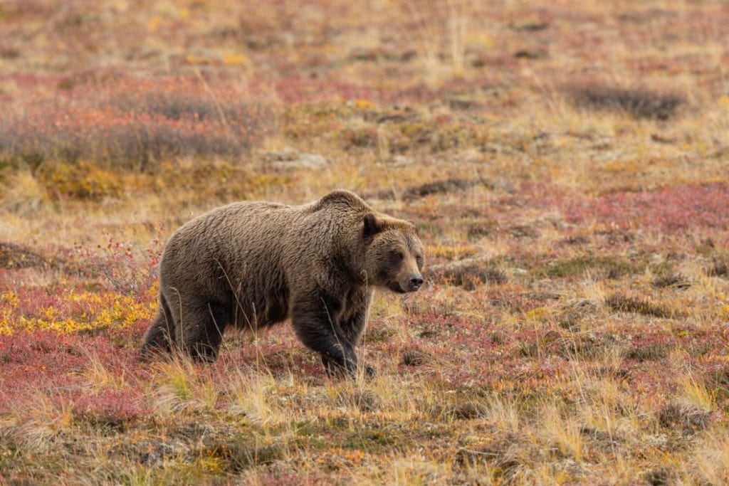 Grizzly bear in Denali National Park, Alaska
