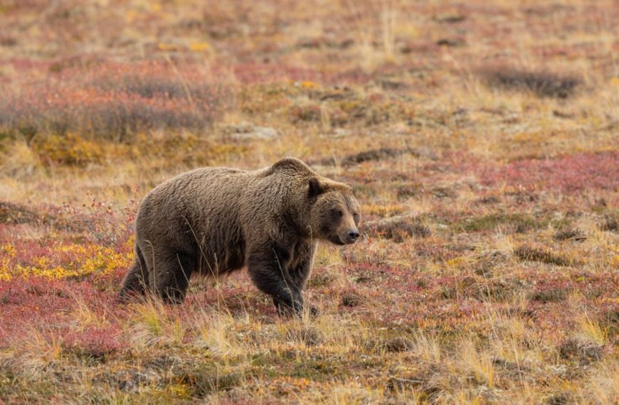 Grizzly bear in Denali National Park, Alaska