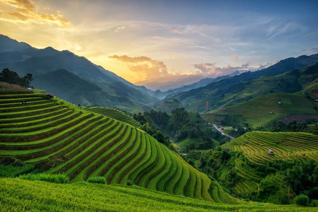 A rice field in Bali