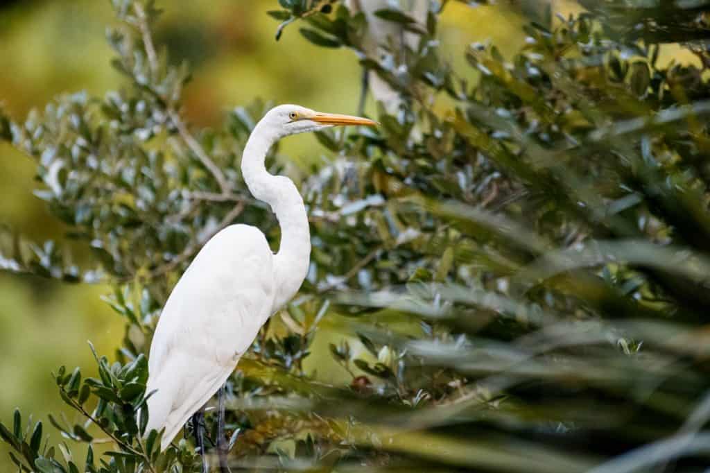 Kiawah Island, SC is a popular birding spot.
