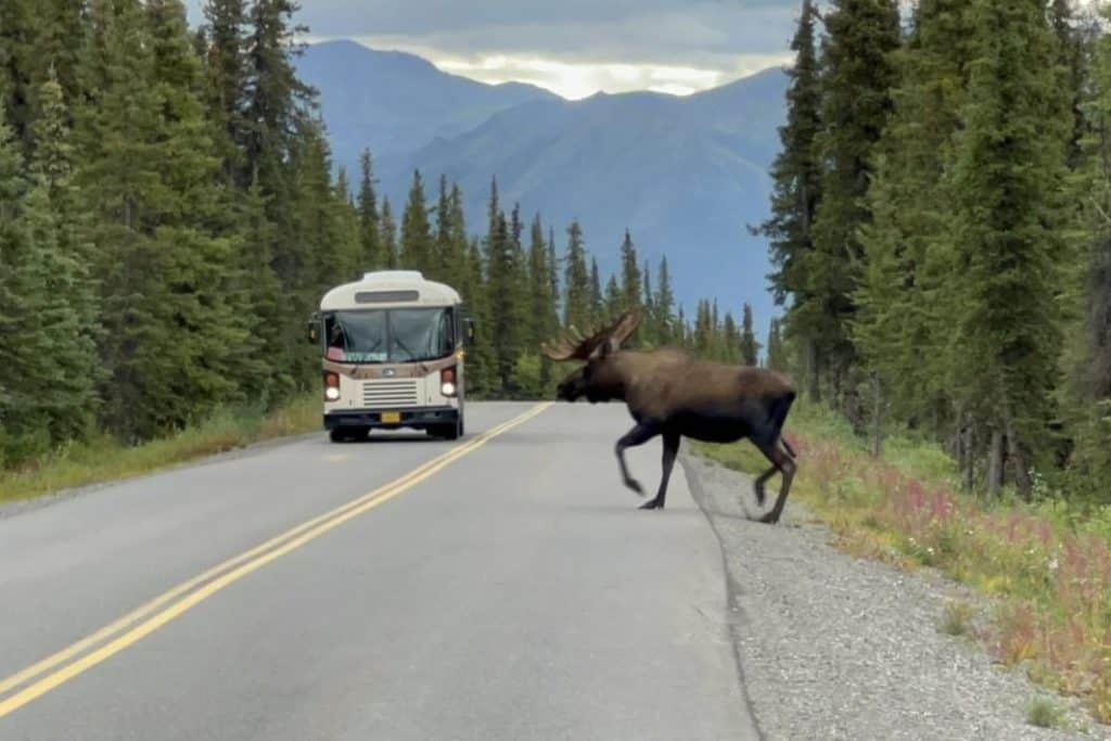 A moose crosses the road in Alaska's Denali National Park
