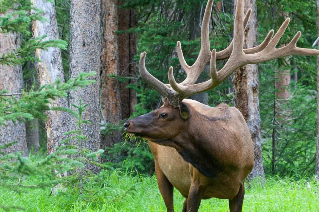 Elk in Yellowstone National Park