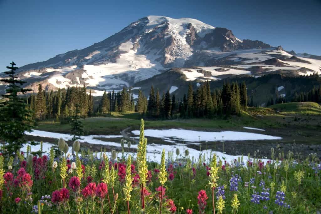 Wildflowers in Mt Rainier National Park