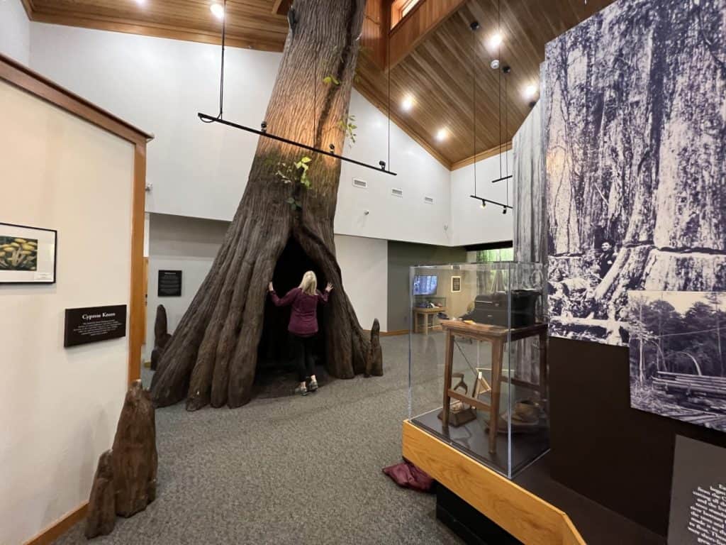 Looking up at a tree in the Congaree National Park visitor center