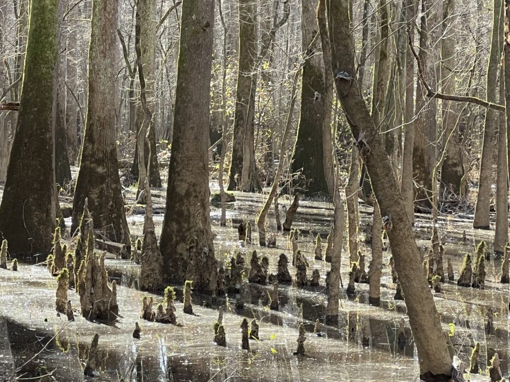 bald cypress knees