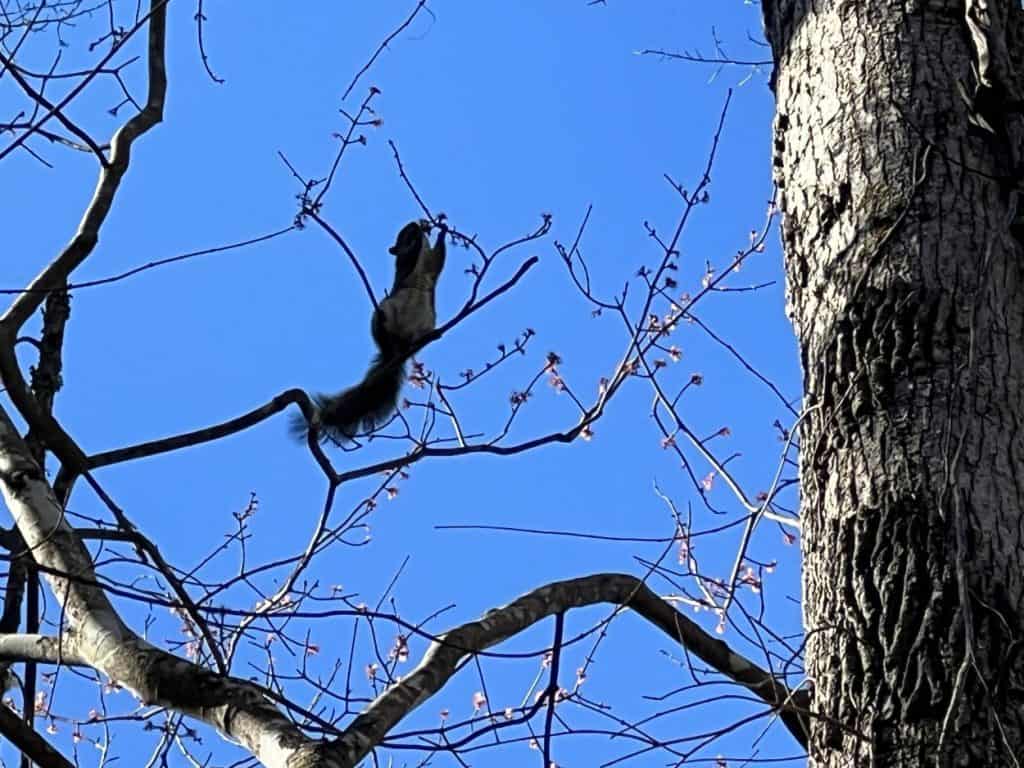 a squirrel climbs a tree in Congaree National Park