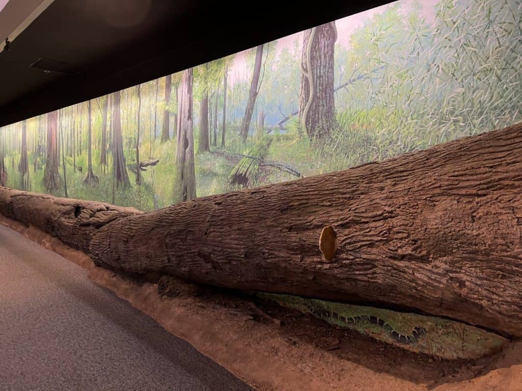 wall mural in the Congaree National Park visitor center