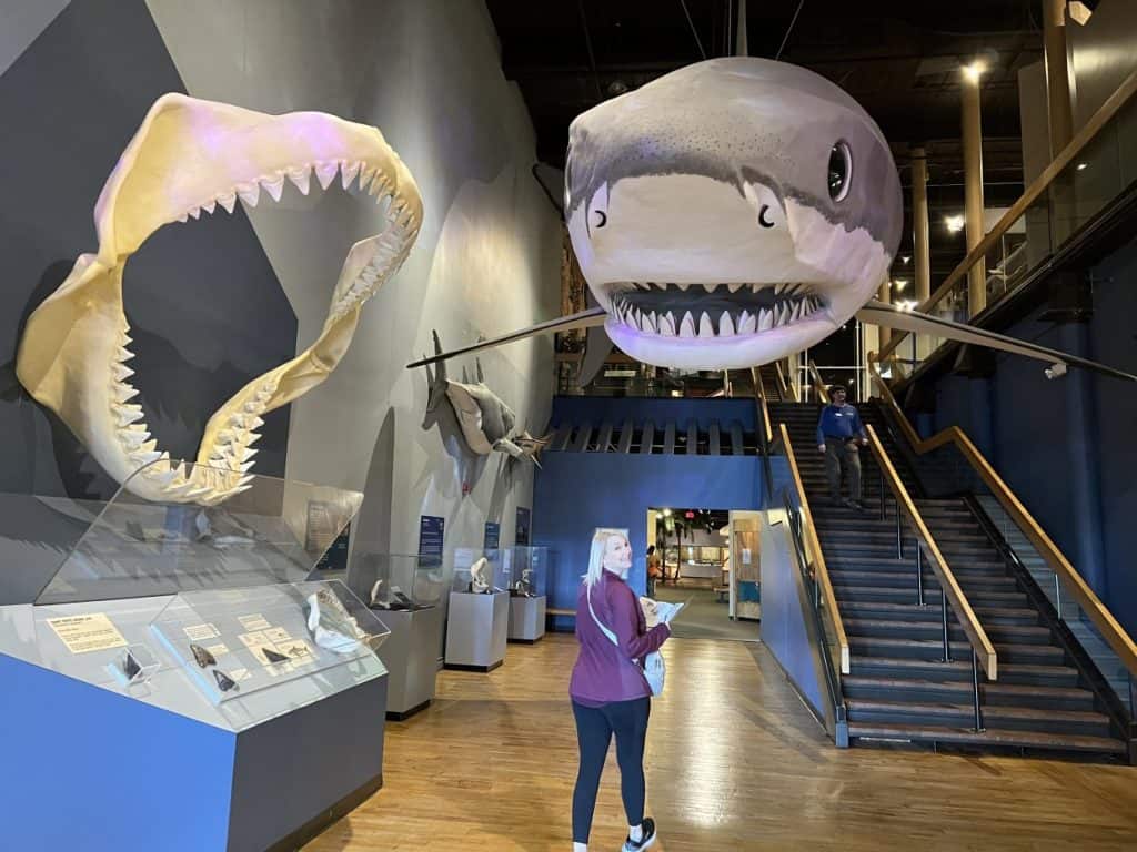 Shark hanging from the ceiling in the South Carolina State Museum