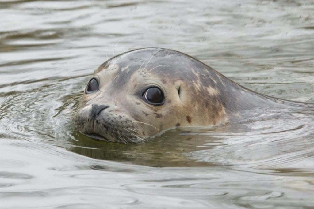 closeup of a seal