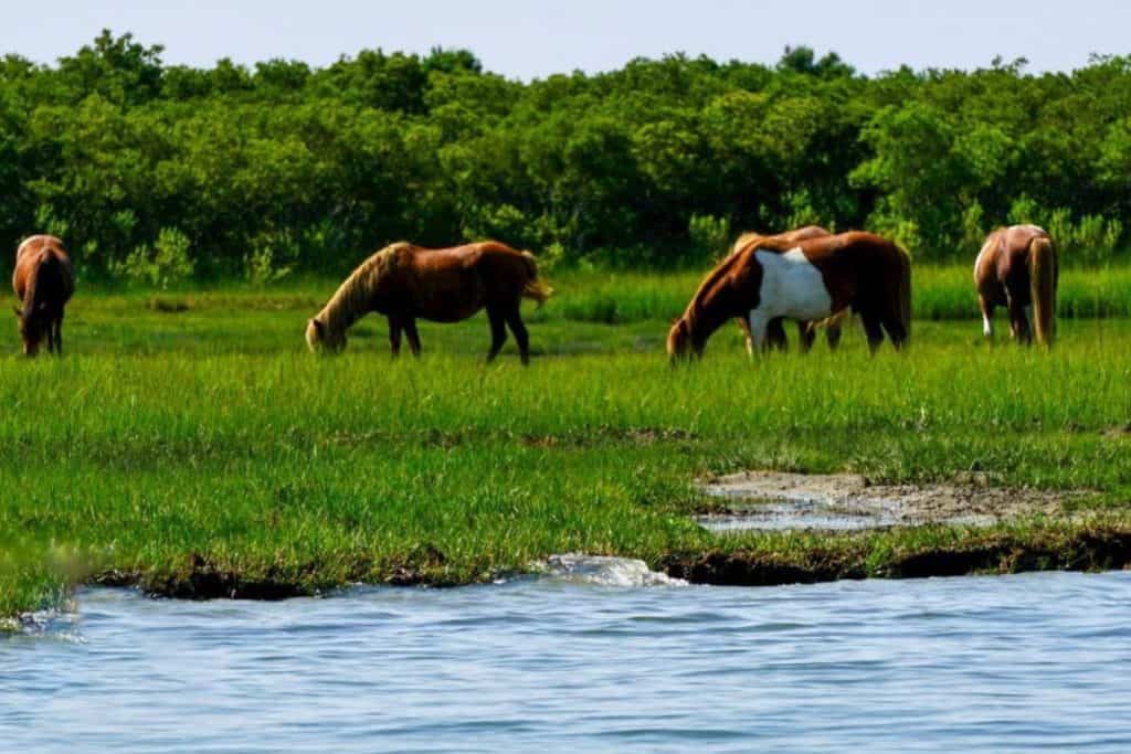 America's national seashores - Assateague Island National Seashore