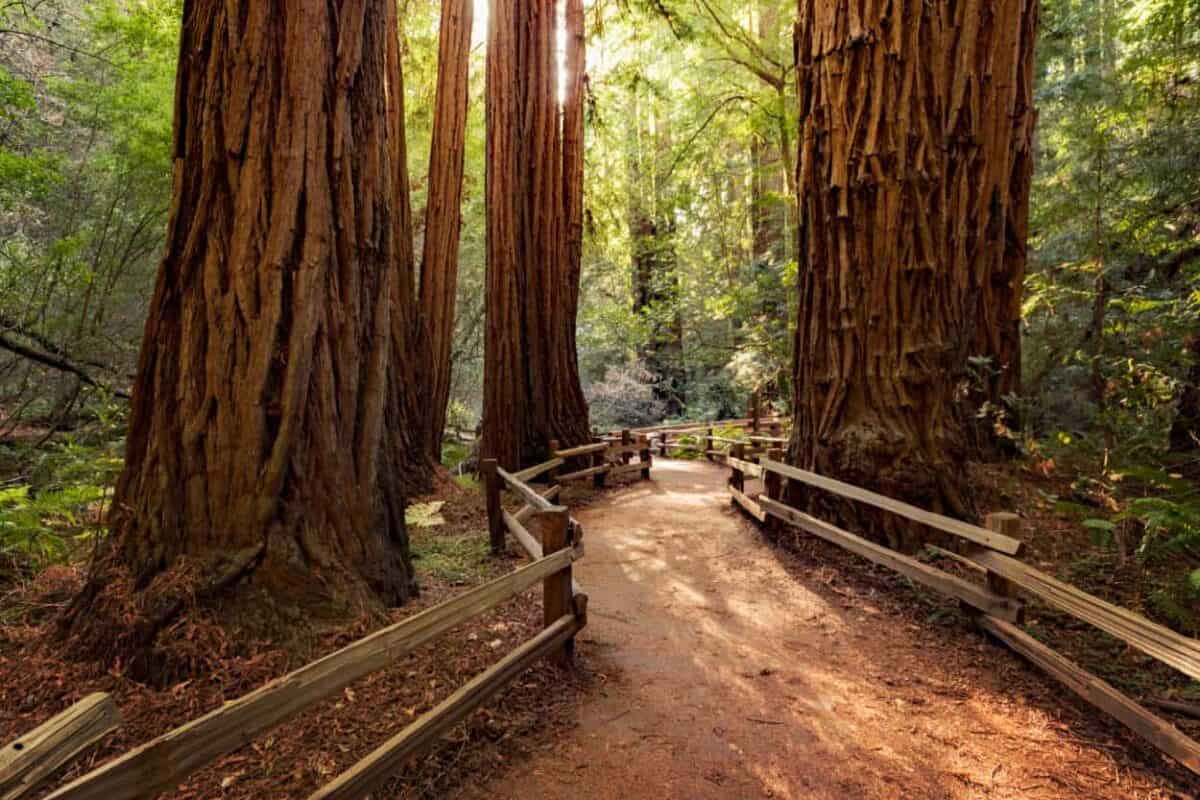 Muir Woods near San Francisco