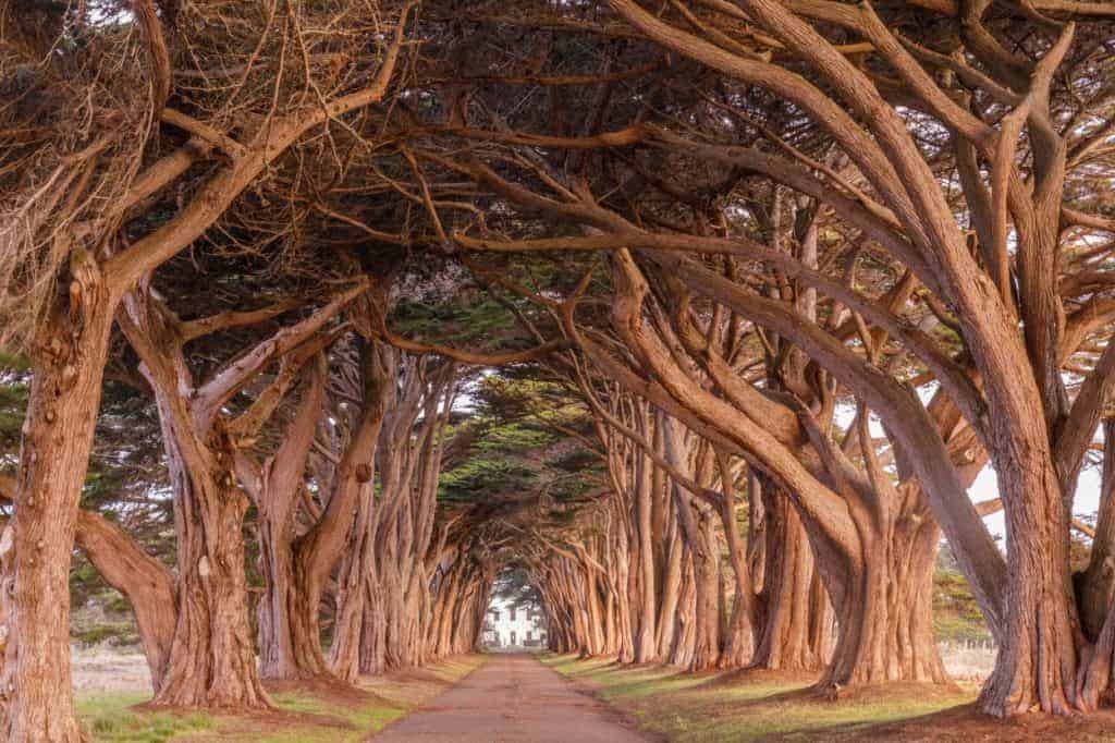 tree tunnel at Point Reyes