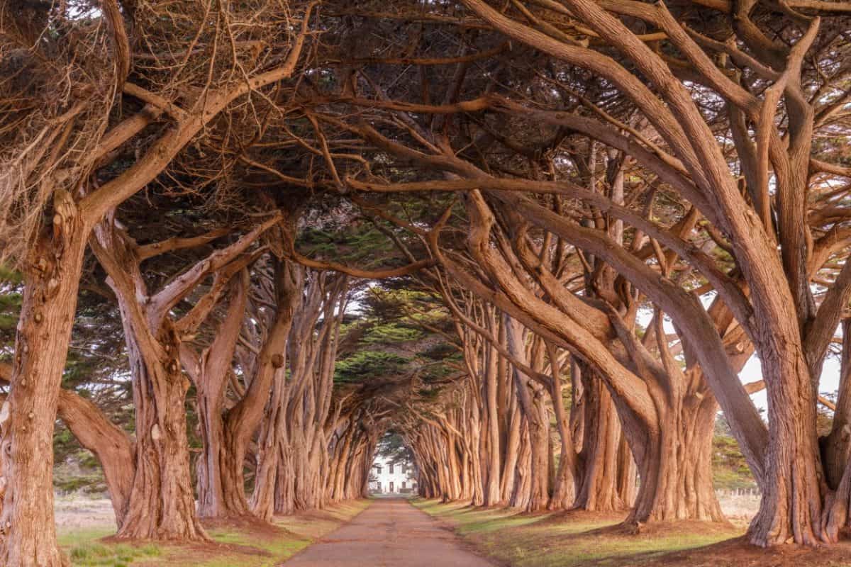tree tunnel at Point Reyes