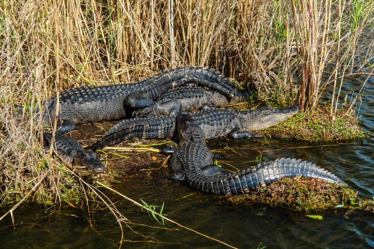 alligators in the Everglades