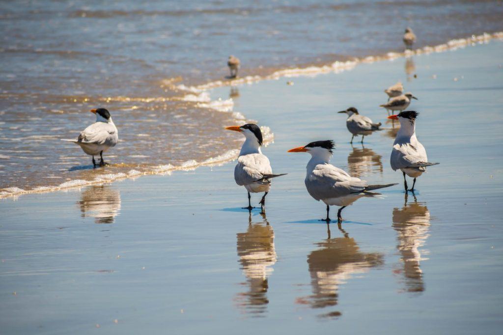 Birds at Padre Island National Seashore