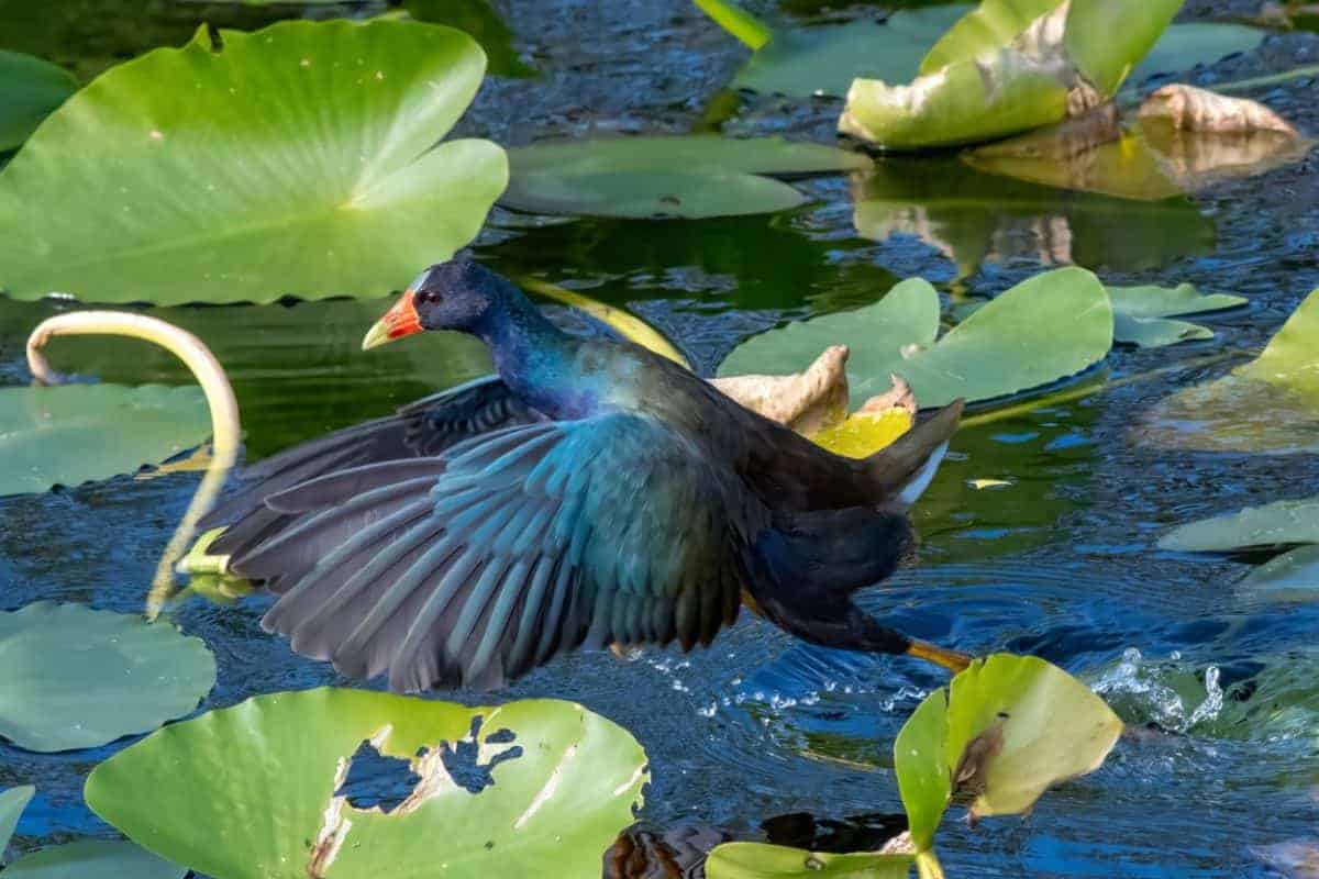 close view of a purple gallinule in Everglades National Park