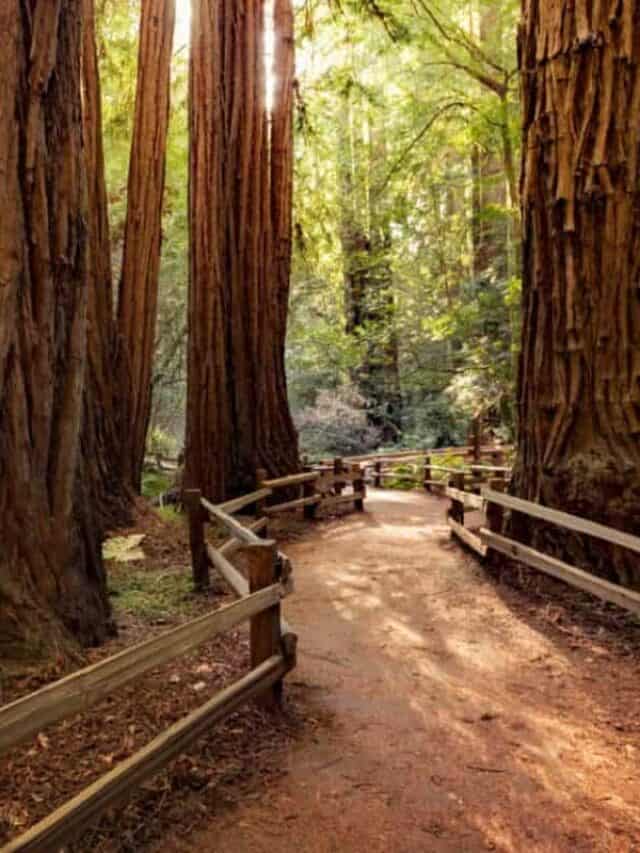 Muir Woods near San Francisco