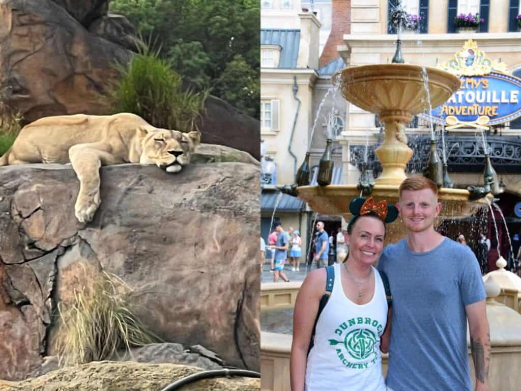 A lion sleeps in Animal Kingdom while guests pose for a picture in EPCOT