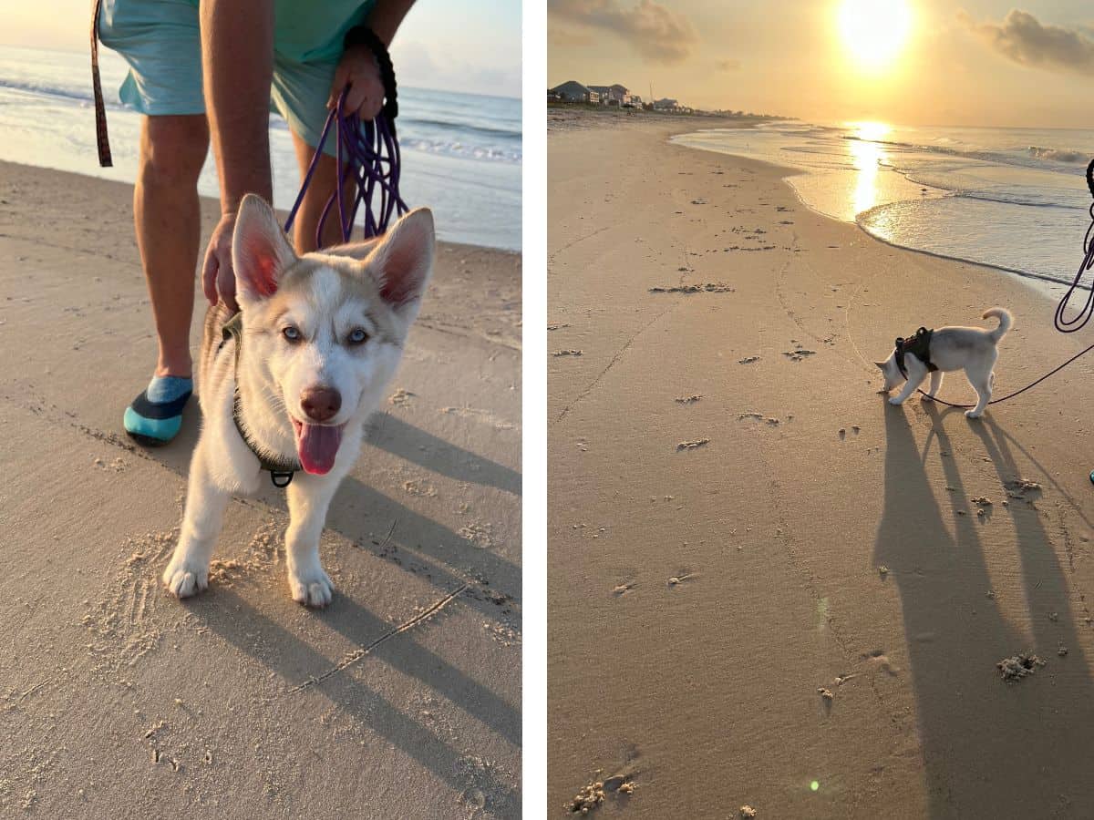A dog enjoys a walk near sunrise on the beach at St. George Island.