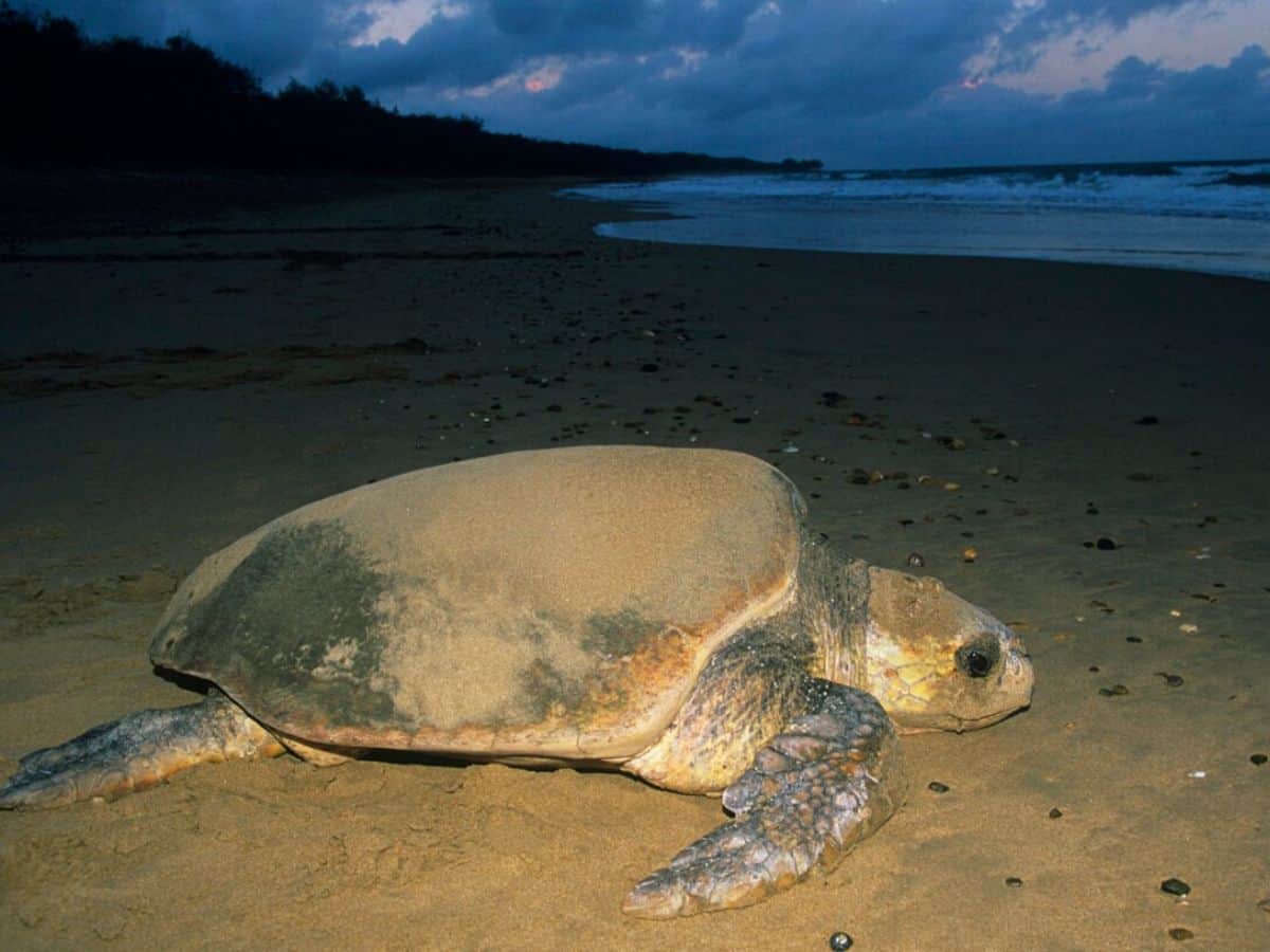 A leatherback sea turtle on the beach heads toward the ocean.