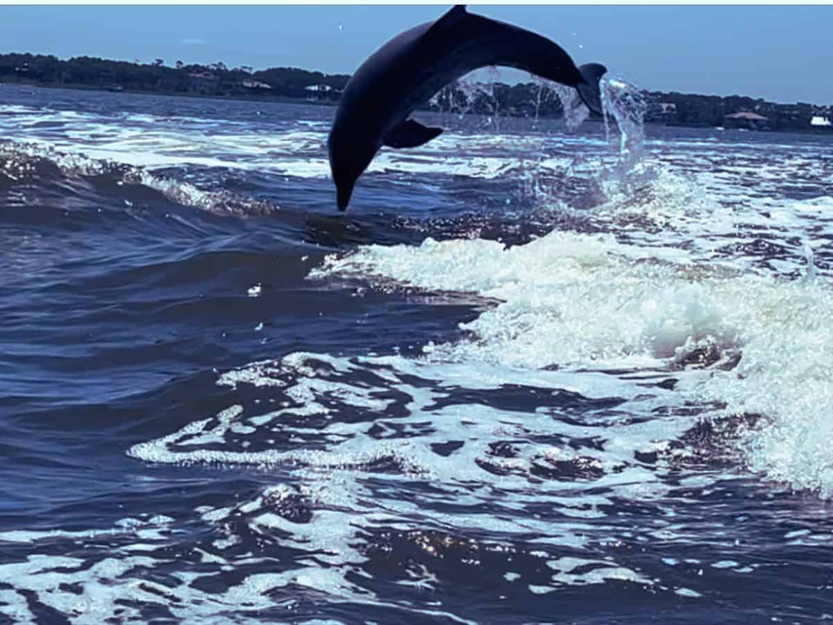A dolphin jumps out of the water