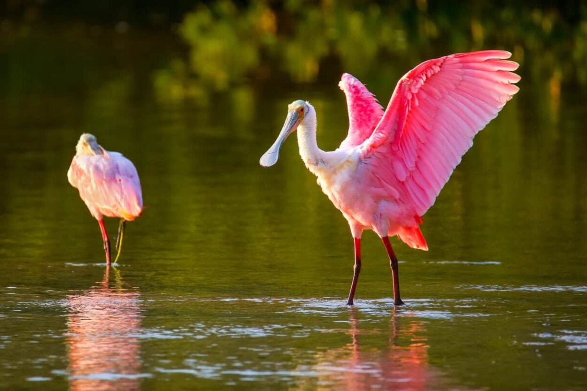A roseate spoonbill spreads its wings while another roseate spoonbill watches