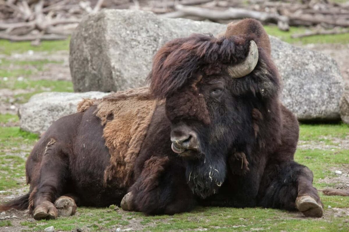 A wood bison rests on the ground in front of a large rock