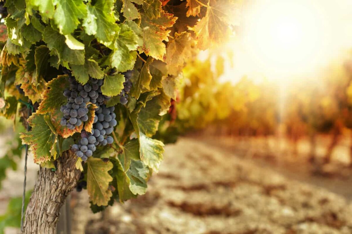 grapevines glisten in the sunlight