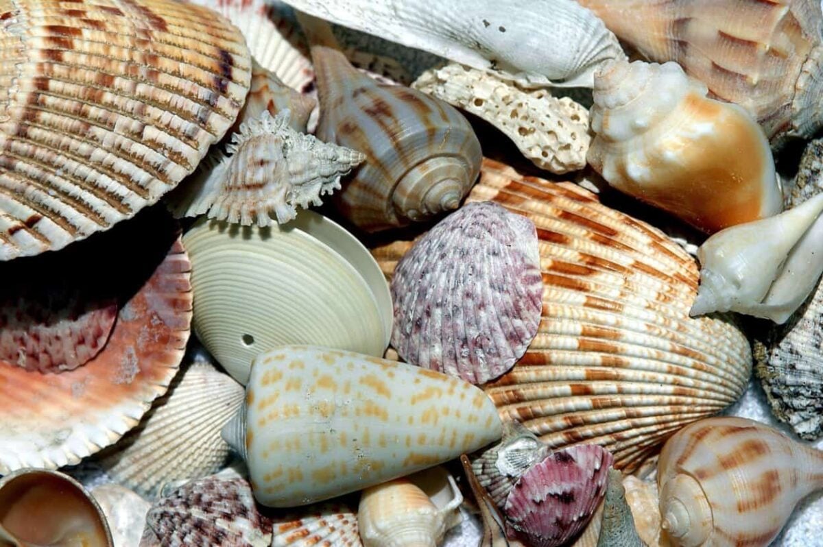 A pile of shells on the beach
