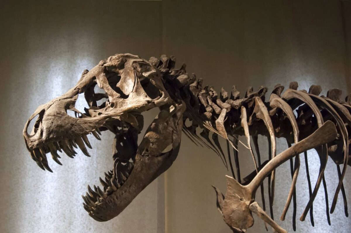 A dinosaur skeleton