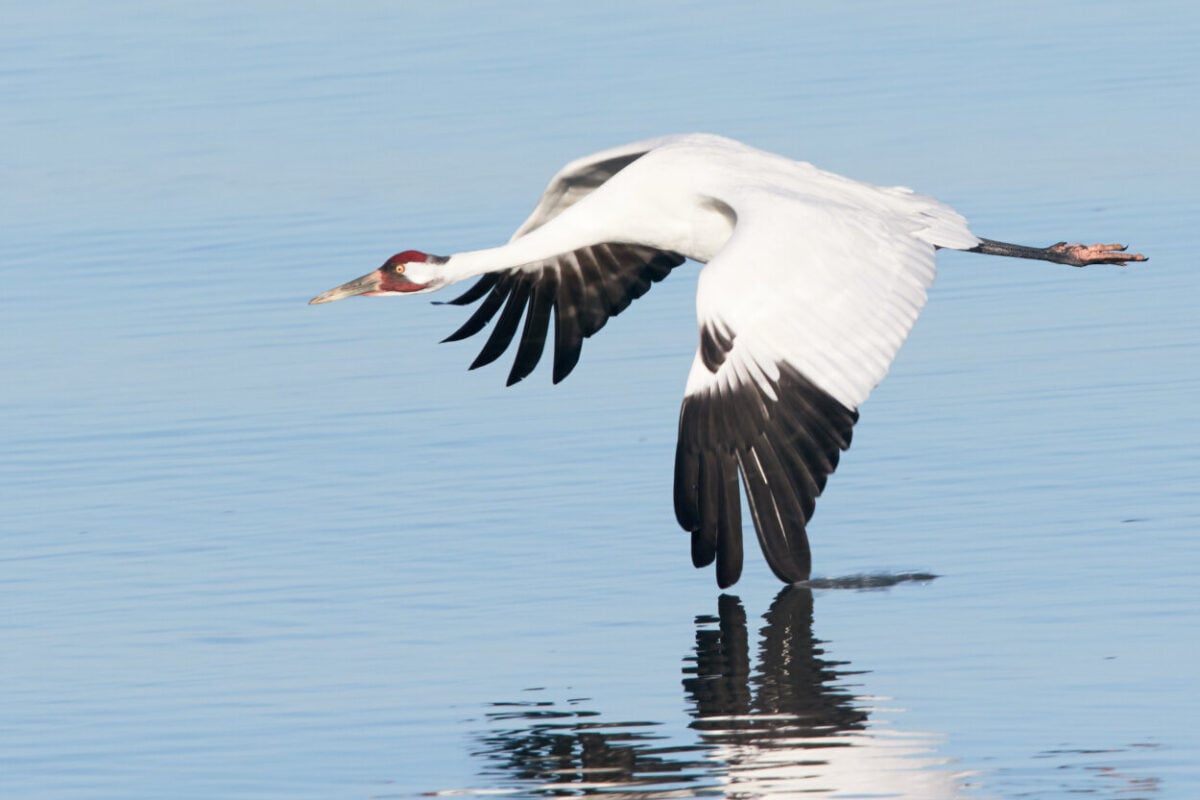 A whooping crane flies over water with its wings touching the water's surface