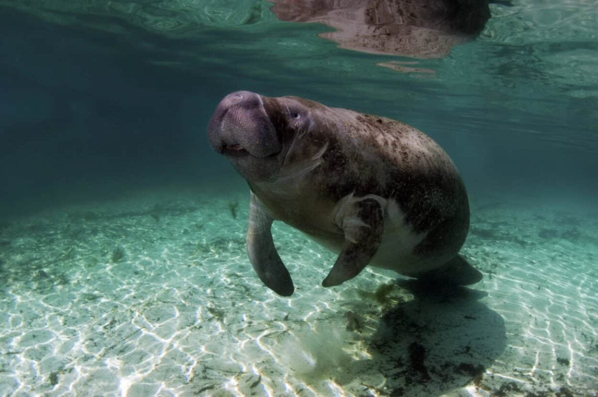A manatee swims in Crystal River, FL