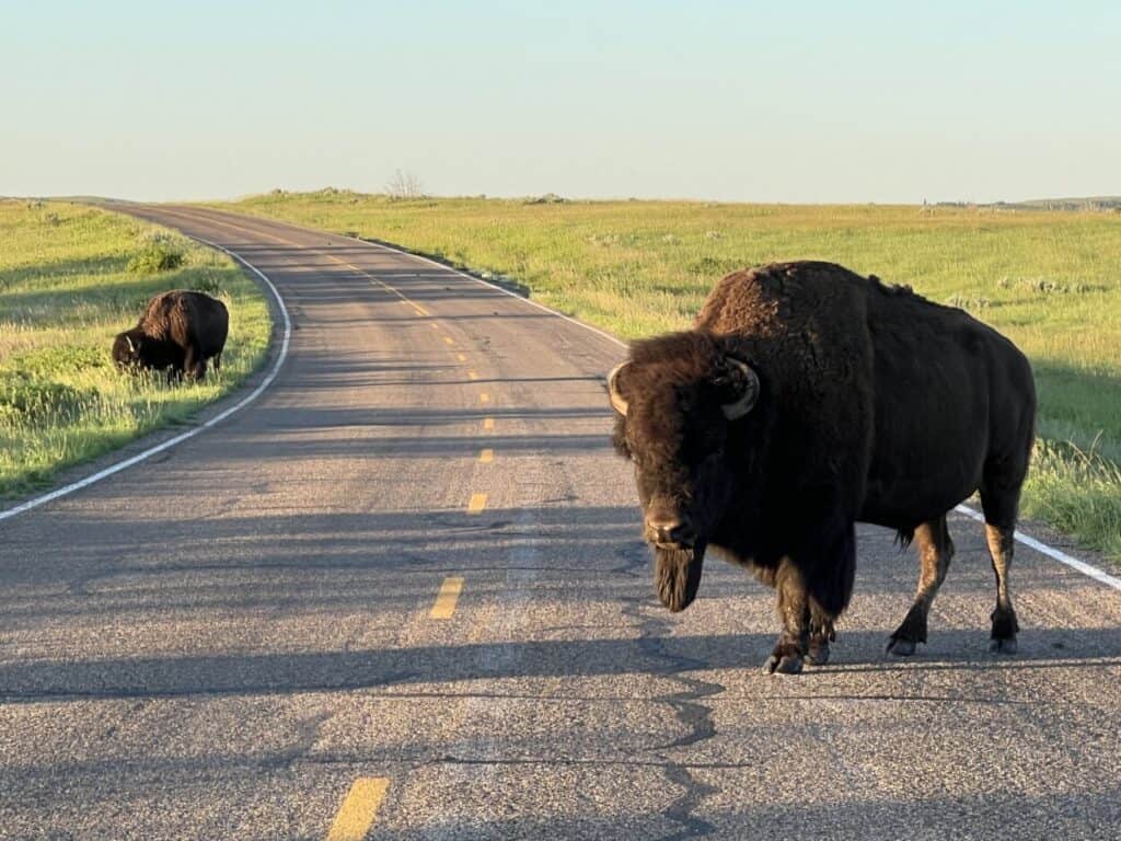 A bison stands in the road on Scenic Drive in Theodore Roosevelt National Park North Unit.