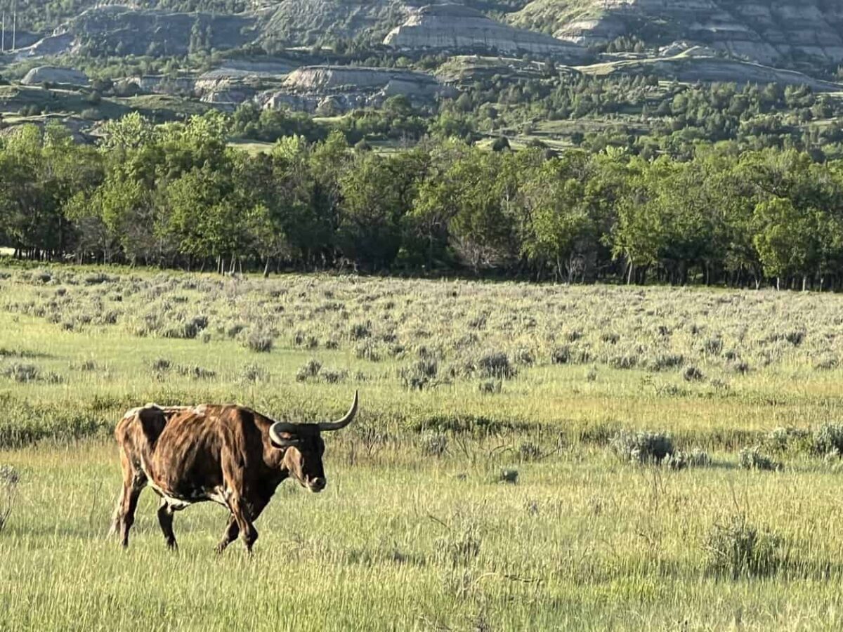 A longhorn walks through a field of tall grass with badlands in the background